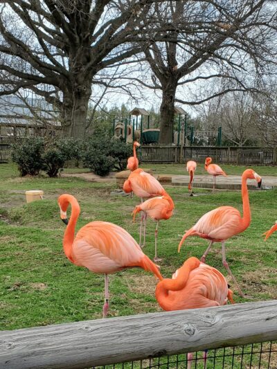 Mohawk Park - Tulsa, OK