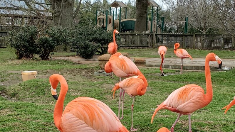 Mohawk Park - Tulsa, OK