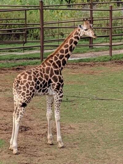 Mohawk Park - Tulsa, OK