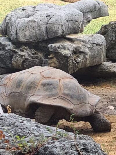 Mohawk Park - Tulsa, OK