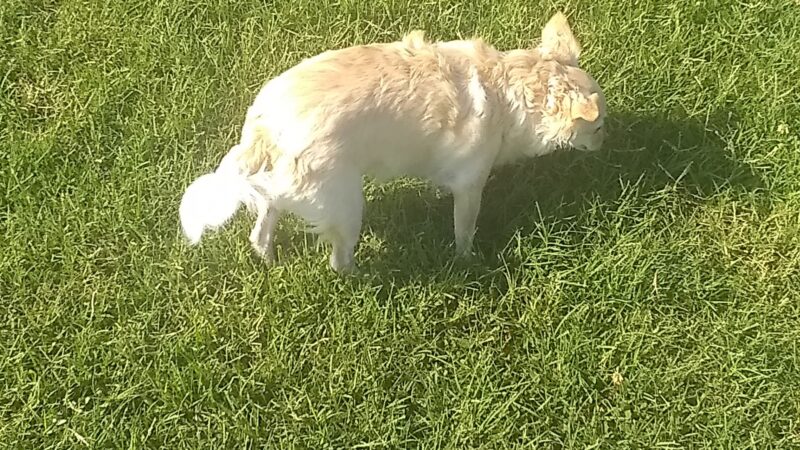 Regency Park - Tulsa, OK