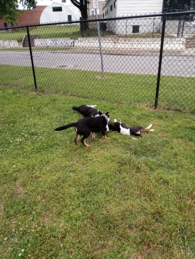 Route 66 Dog Park - Tulsa, OK