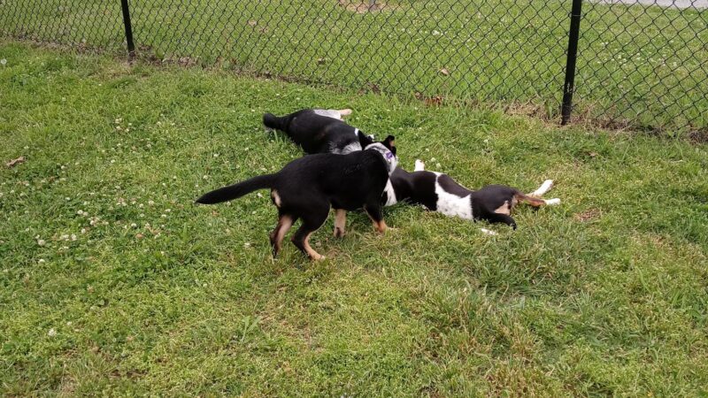 Route 66 Dog Park - Tulsa, OK