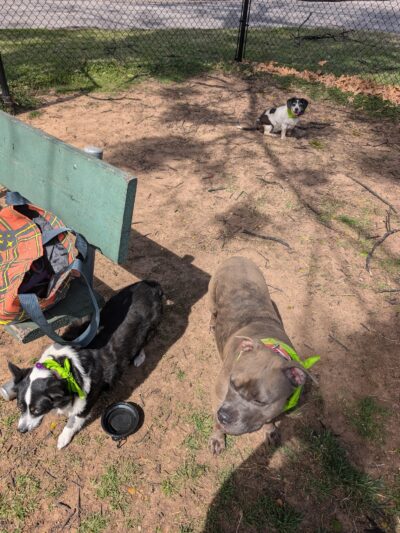 Route 66 Dog Park - Tulsa, OK