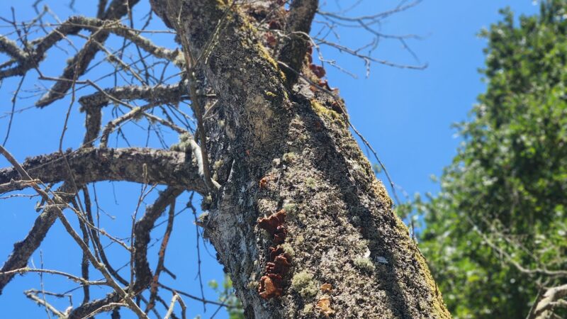 Turner City Park - Turner, OR