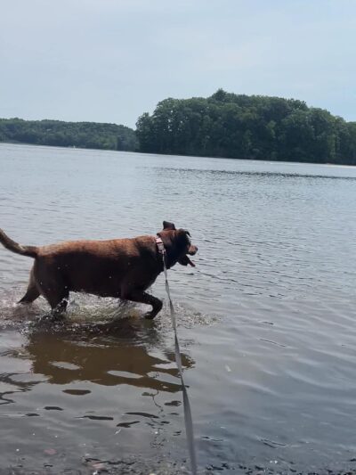 Dog Play Field - Turners Falls, MA