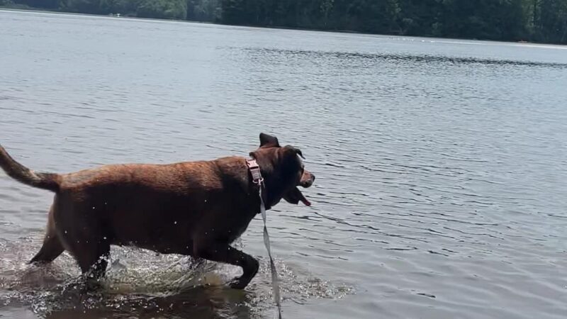 Dog Play Field - Turners Falls, MA