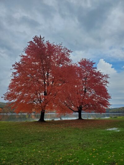 Dog Play Field - Turners Falls, MA