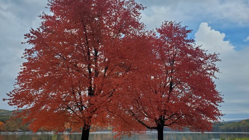 Dog Play Field - Turners Falls, MA