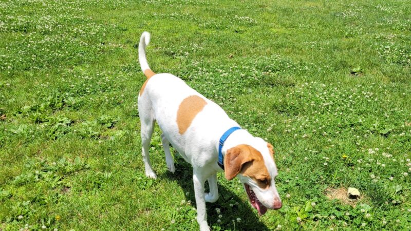 Tuxedo Dog Park - Tuxedo Park, NY