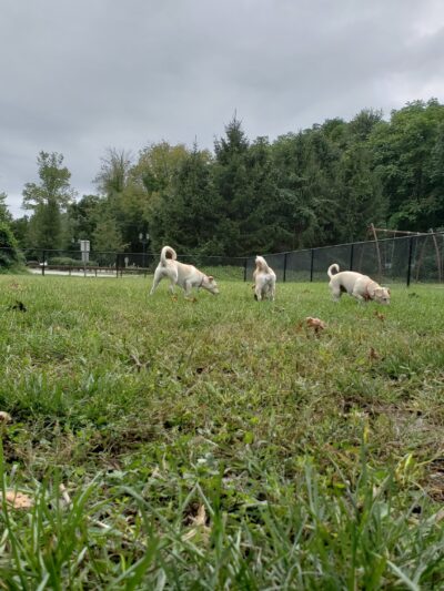 Tuxedo Dog Park - Tuxedo Park, NY