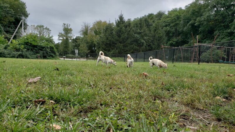Tuxedo Dog Park - Tuxedo Park, NY