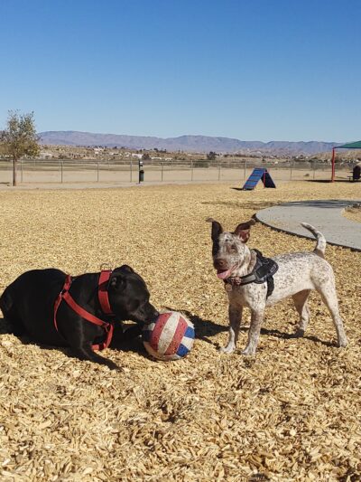 Twentynine Palms Dog Park - Twentynine Palms, CA