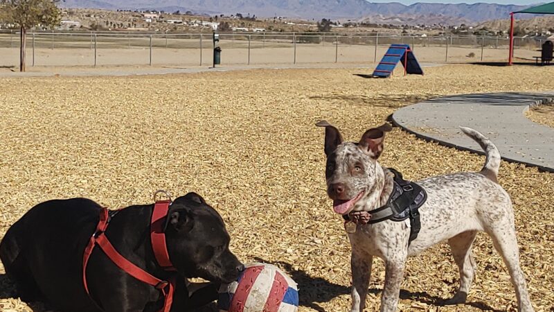 Twentynine Palms Dog Park - Twentynine Palms, CA