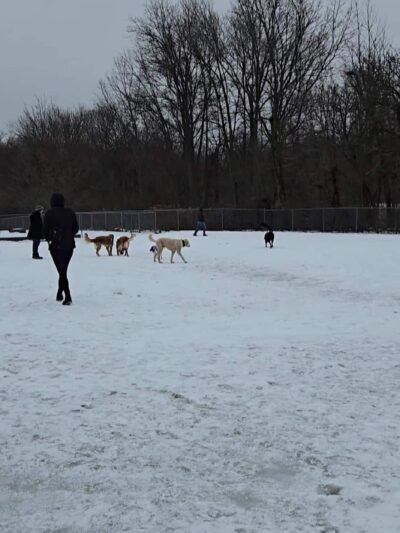 Twinsburg Dog Park - Twinsburg, OH