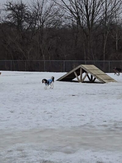Twinsburg Dog Park - Twinsburg, OH