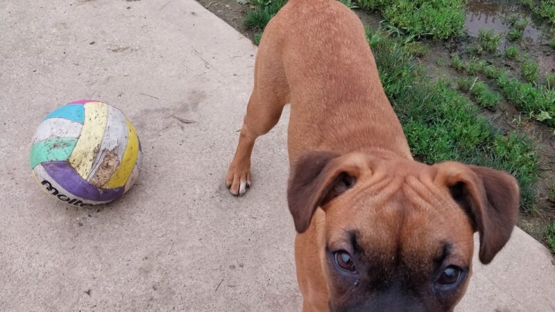 Twinsburg Dog Park - Twinsburg, OH