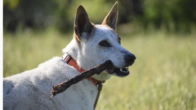Eva's Play Pups - Countryside Dog Camp - Union Dale, PA