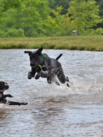 Eva's Play Pups - Countryside Dog Camp - Union Dale, PA