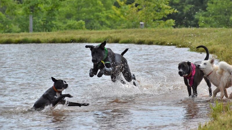 Eva's Play Pups - Countryside Dog Camp - Union Dale, PA