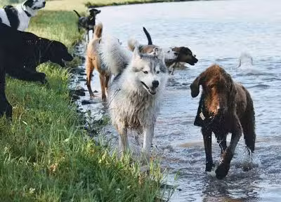 Eva's Play Pups - Countryside Dog Camp - Union Dale, PA
