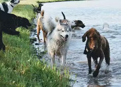 Eva's Play Pups - Countryside Dog Camp - Union Dale, PA
