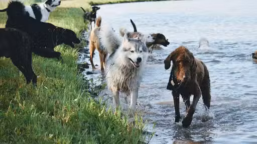 Eva's Play Pups - Countryside Dog Camp - Union Dale, PA