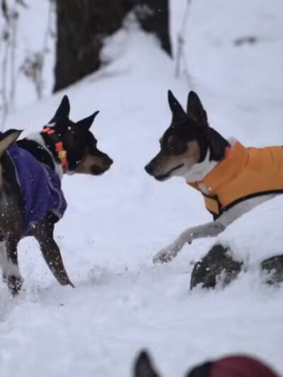 Eva's Play Pups - Countryside Dog Camp - Union Dale, PA