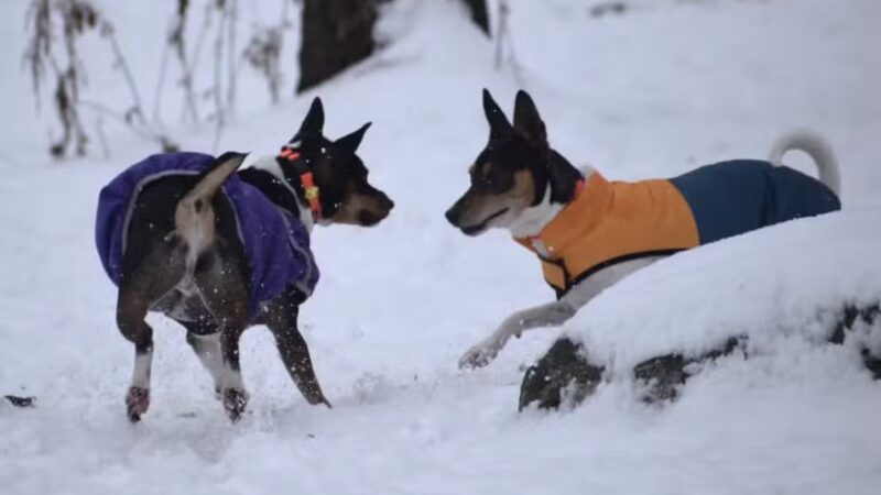 Eva's Play Pups - Countryside Dog Camp - Union Dale, PA