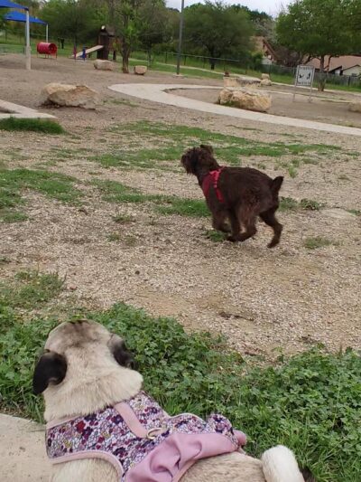 Aina Blake Dog Park - Universal City, TX