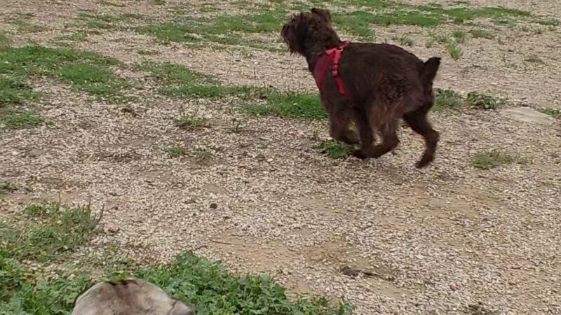 Aina Blake Dog Park - Universal City, TX