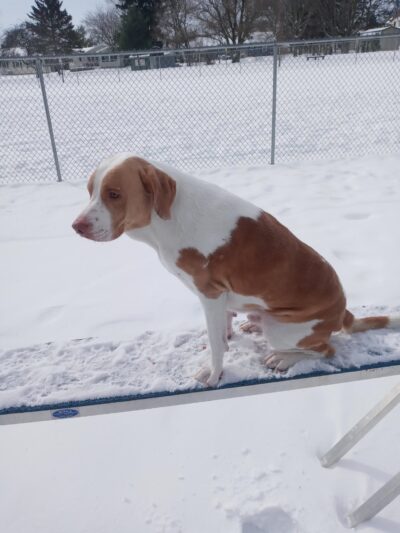 Fido's Field Dog Park - Urbana, OH