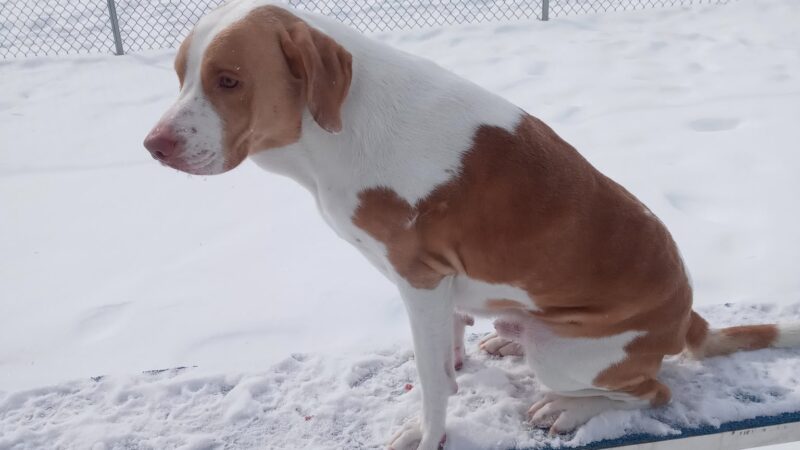 Fido's Field Dog Park - Urbana, OH