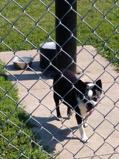 Fido's Field Dog Park - Urbana, OH