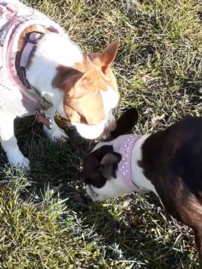 Fido's Field Dog Park - Urbana, OH