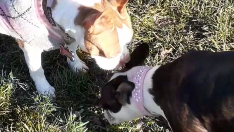 Fido's Field Dog Park - Urbana, OH