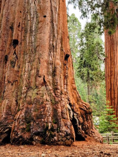 Kings Canyon National Park - US, CA