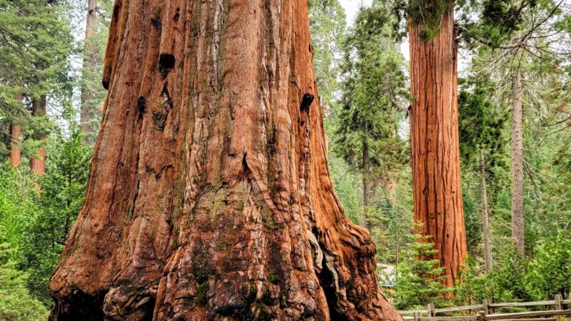Kings Canyon National Park - US, CA