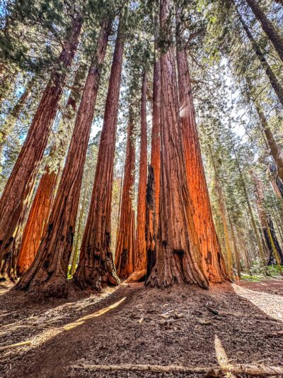 Sequoia & Kings Canyon National Parks - US, CA