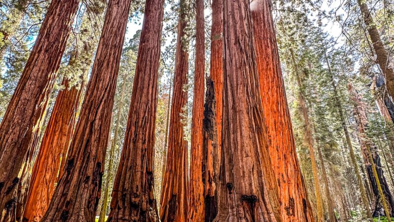 Sequoia & Kings Canyon National Parks - US, CA