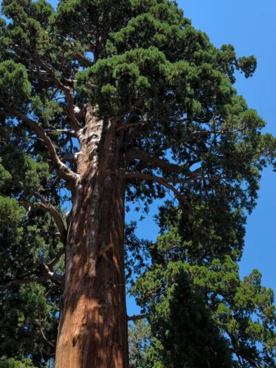 Sequoia & Kings Canyon National Parks - US, CA