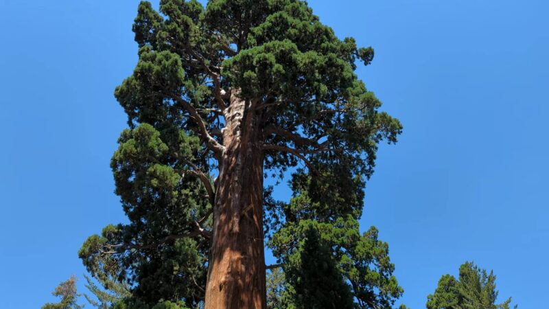 Sequoia & Kings Canyon National Parks - US, CA