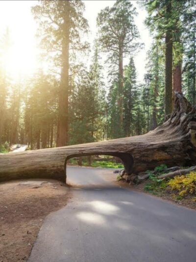 Sequoia National Park - US, CA