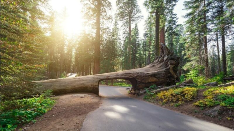 Sequoia National Park - US, CA