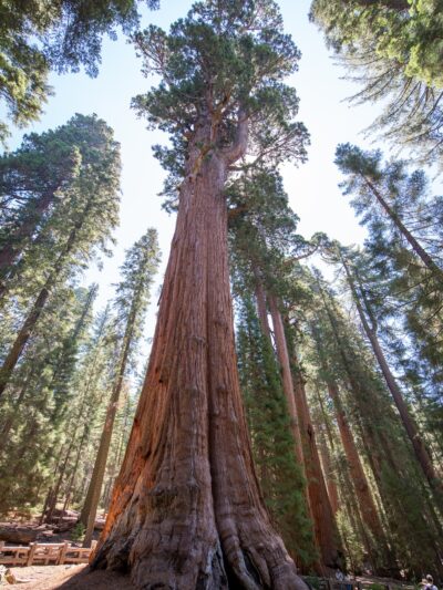Sequoia National Park - US, CA