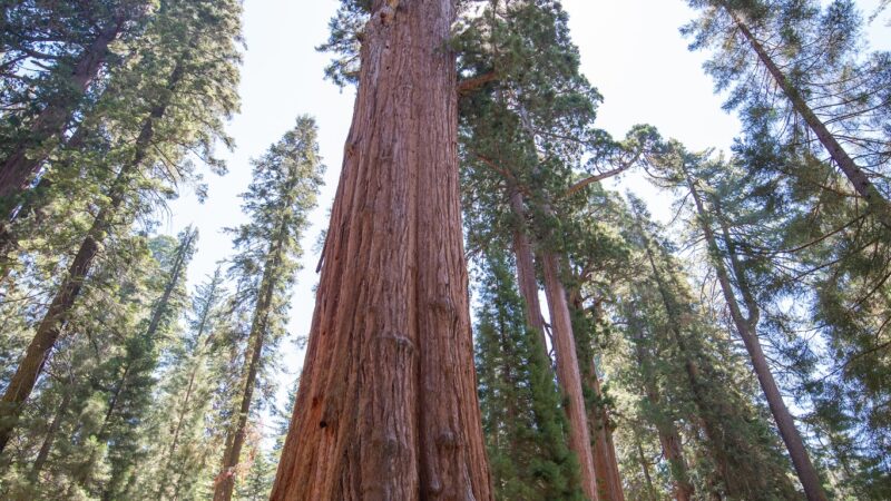 Sequoia National Park - US, CA