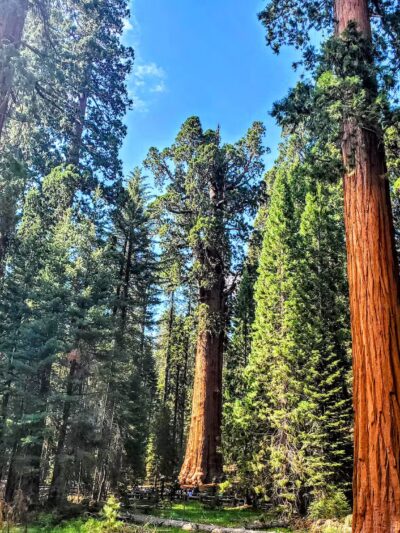 Sequoia National Park - US, CA