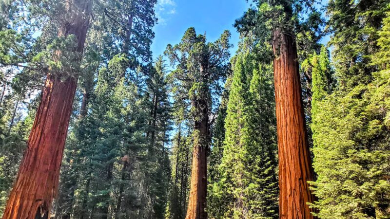 Sequoia National Park - US, CA