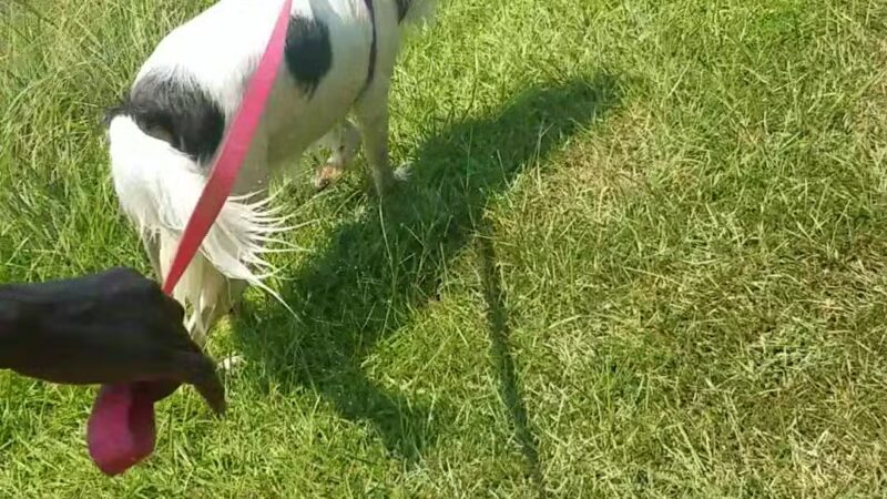 Lovejoy Regional Park - US, GA