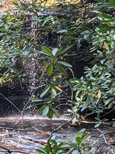 Dog Branch Falls - US, KY